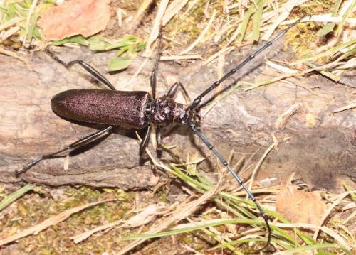 Réf. 266 248 : Aromia moschata